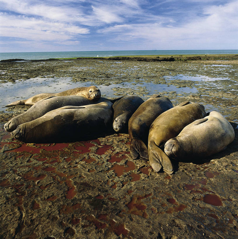 无人,躺,竖图,方图,室外,白天,懒惰,哺乳动物,海豹,野生动物,阿根廷,并排,科学,海象,自然,动物,南美,摄影,退潮,环境,生物学,国家公园,聚集,巴塔哥尼亚,潮汐,自然保护区,瓦尔德斯半岛,彩图,动物学,挨着