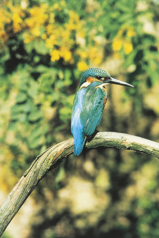 无人,坐,竖图,室外,白天,翠鸟,野生动物,科学,鸟类,自然,动物,摄影,栖息,环境,生物学,彩图,动物学