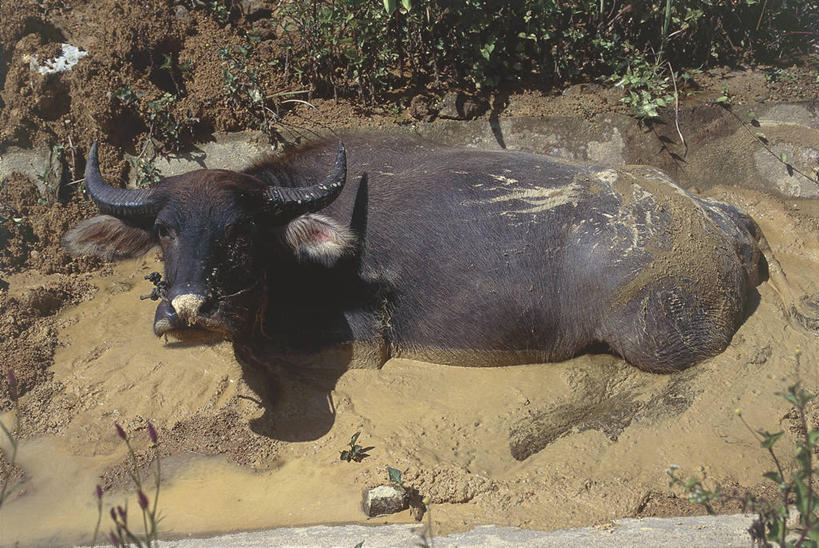 无人,躺,横图,俯视,室外,白天,哺乳动物,野生动物,科学,泥土,自然,动物,放松,摄影,环境,生物学,泥,偶蹄目,野牛,水牛,彩图,高角度拍摄,动物学