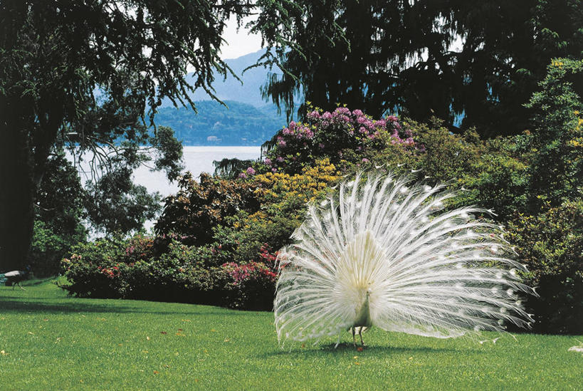 无人,横图,室外,白天,旅游,度假,骄傲,美景,孔雀,羽毛,意大利,神话,科学,岛,景观,娱乐,草,树,白色,自然,动物,两只,享受,休闲,景色,放松,摄影,散开,生物学,国家公园,南欧,自然风光,热带鸟,炫耀,自然地理,彩图,鸡形目,动物学