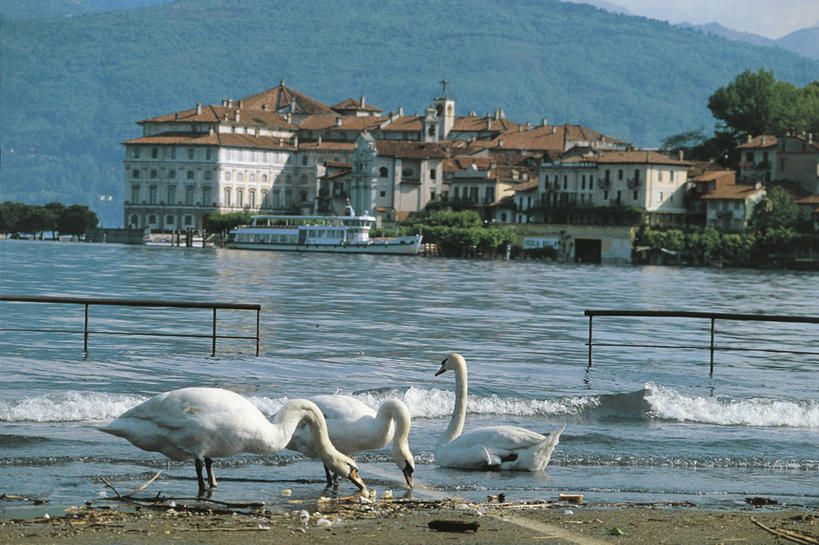 游泳,无人,栏杆,站,吃,横图,室外,白天,湖,城市,船,天鹅,意大利,三只,科学,海岸线,摄影,生物学,都市风光,南欧,马祖尔湖,彩图,动物学
