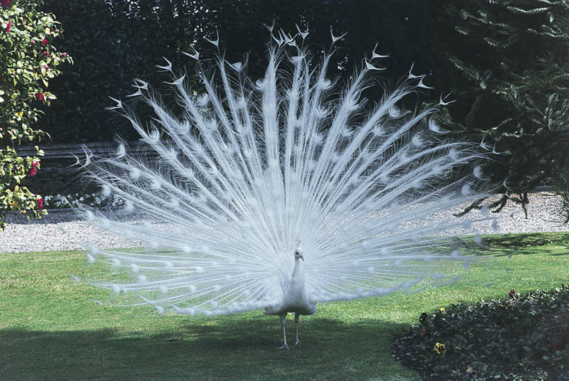 无人,站,横图,室外,白天,骄傲,孔雀,野生动物,羽毛,科学,鸟类,草,白色,自然,动物,摄影,环境,生物学,国家公园,炫耀,白孔雀,彩图,鸡形目,动物学