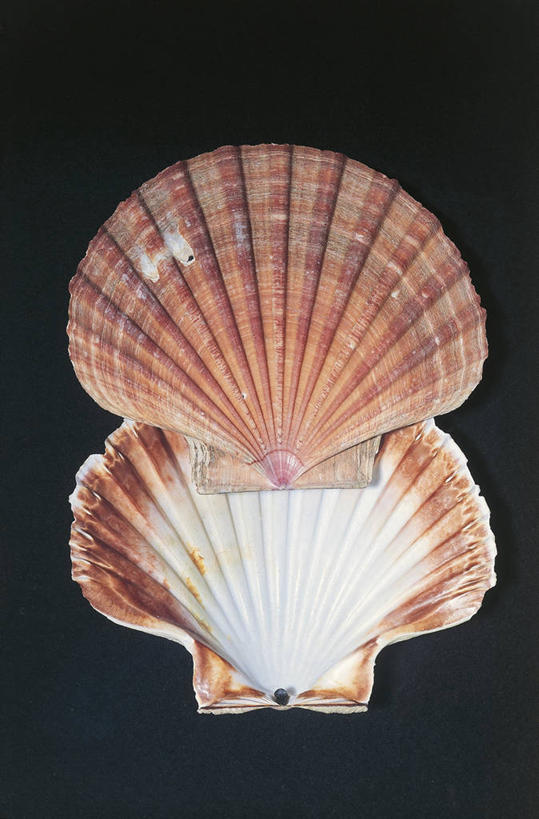 无人,竖图,室内,贝壳,形状,科学,两个,扇形,摄影,生物学,彩图,影棚拍摄,动物学