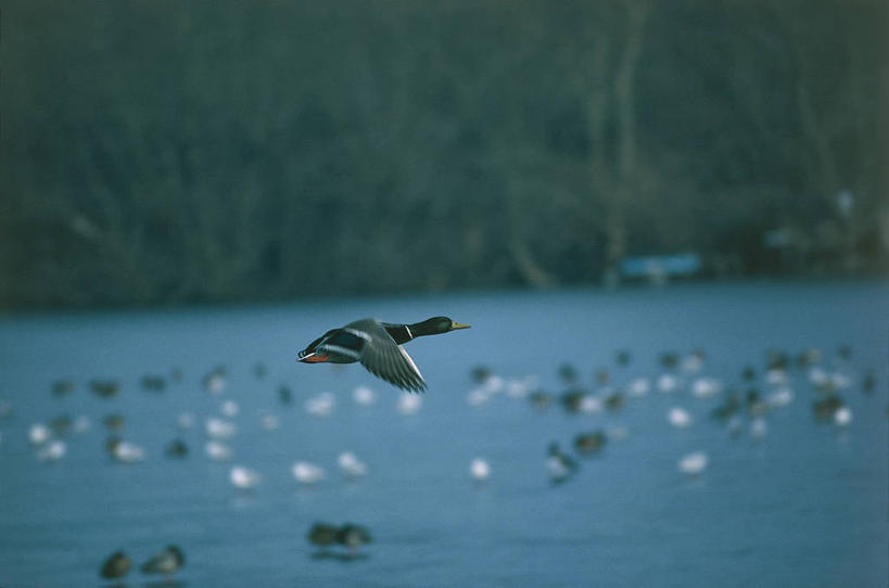 无人,横图,室外,白天,湖,野生动物,科学,鸟类,鸭子,飞,自然,动物,摄影,环境,水禽,生物学,野鸭,彩图,动物学