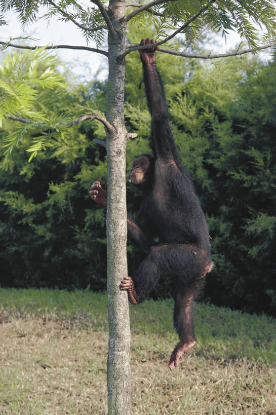 无人,攀登,竖图,室外,白天,哺乳动物,野生动物,猴子,吊挂,悬挂,科学,挂,草,树,树干,自然,动物,摄影,环境,生物学,黑猩猩,猿,户外活动,灵长目,彩图,动物学