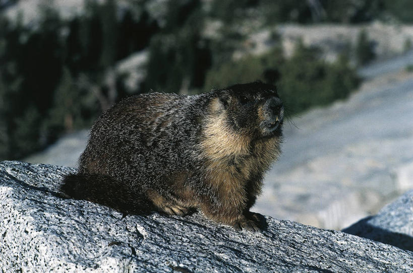 无人,横图,室外,白天,哺乳动物,野生动物,科学,自然,动物,可爱,摄影,活泼,环境,生物学,土拨鼠,旱獭,天竺鼠,岩石,彩图,动物学