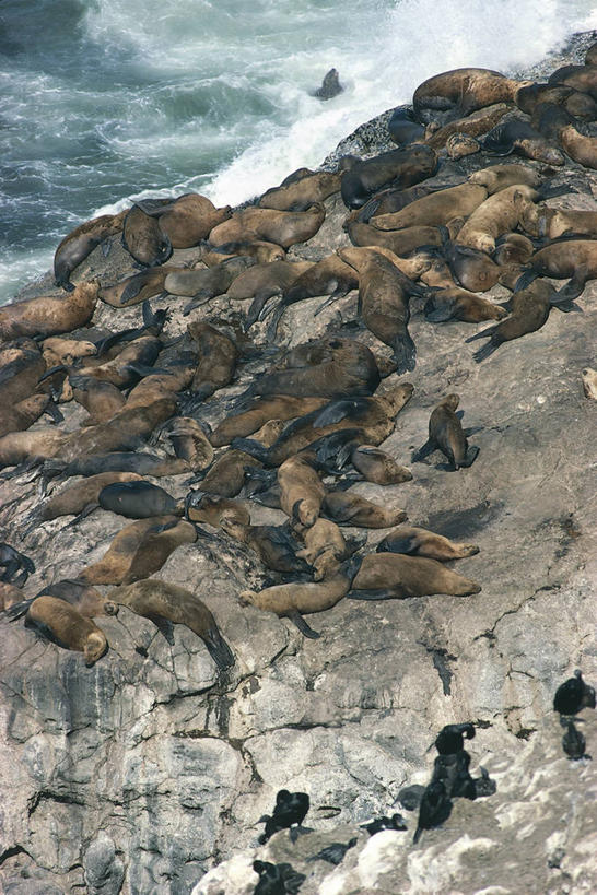 无人,躺,竖图,俯视,室外,白天,海浪,海洋,水,哺乳动物,海豹,海狮,野生动物,厄瓜多尔,一群,许多,科学,悬崖,很多,自然,动物,休息,南美,摄影,环境,生物学,加拉帕戈斯群岛,加州海狮,自然地理,彩图,高角度拍摄,加拉帕戈斯海狮,动物学