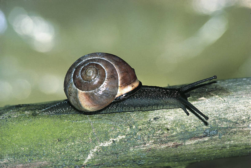 无人,横图,室外,白天,侧面,野生动物,科学,蜗牛,枝,无脊椎动物,自然,动物,摄影,软体动物,环境,生物学,鼻涕虫,腹足动物,彩图,动物学