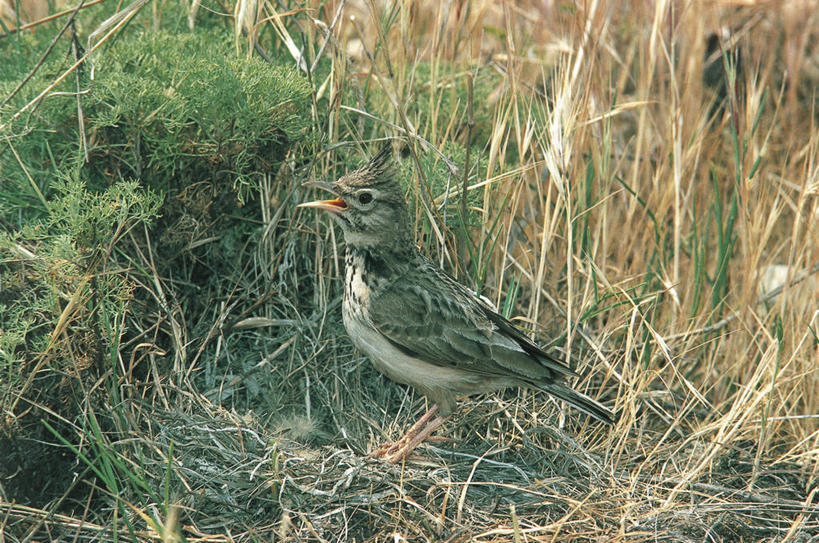 无人,站,横图,室外,白天,侧面,野生动物,科学,鸟类,草,自然,动物,摄影,栖息,环境,生物学,百灵鸟,彩图,动物学