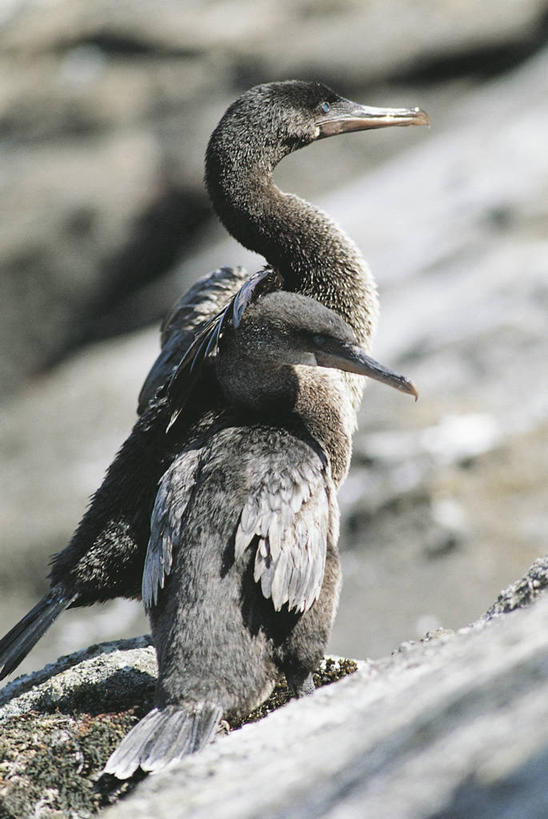 无人,竖图,室外,白天,海鸟,野生动物,科学,鸬鹚,鸟类,自然,动物,两只,摄影,环境,生物学,彩图,动物学