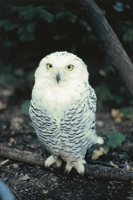 无人,竖图,室外,白天,正面,猫头鹰,野生动物,科学,鸟类,枝,自然,动物,摄影,栖息,环境,生物学,雪枭,彩图,动物学