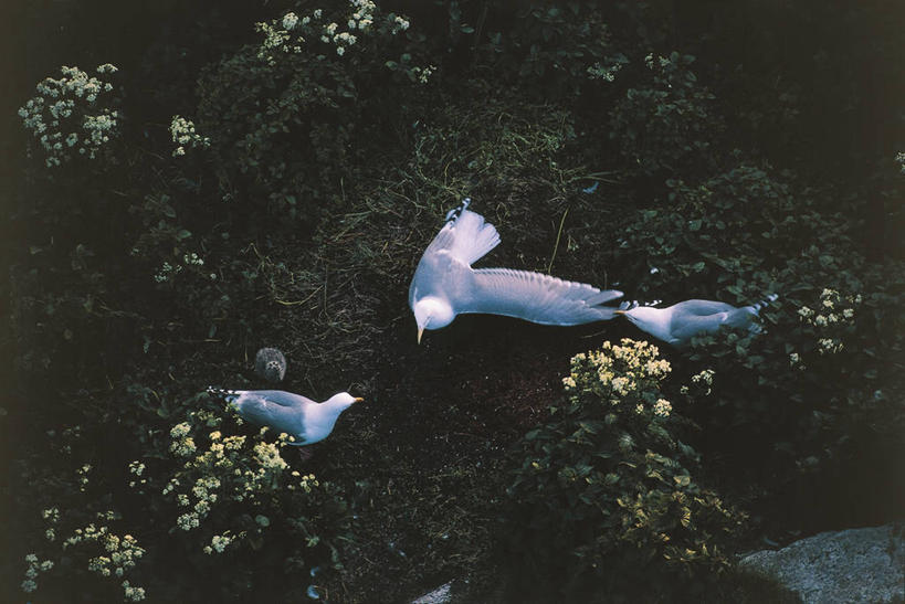 无人,横图,俯视,室外,白天,竞争,海鸟,海鸥,野生动物,挪威,三只,科学,鸟类,鸟巢,自然,摄影,环境,生物学,斯堪狄纳维亚半岛,黑脊鸥,敌对,争论,彩图,高角度拍摄,动物行为,动物学