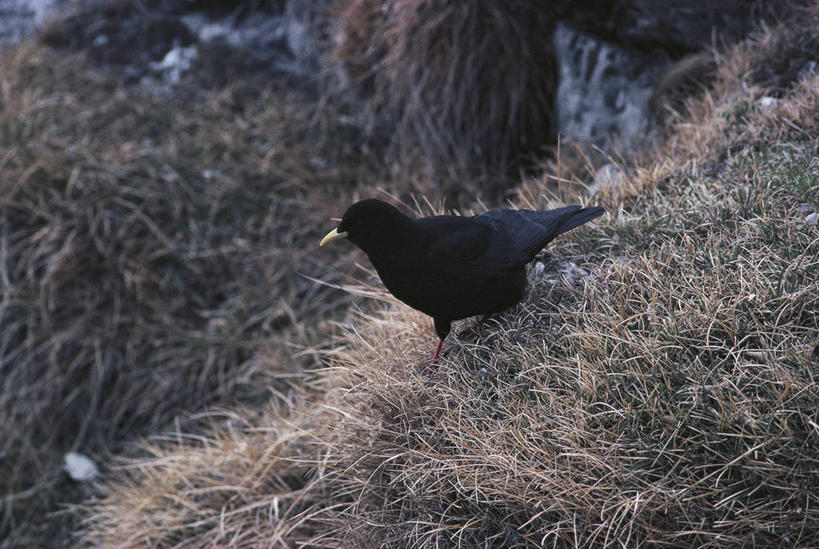 无人,横图,室外,白天,鸟,野生动物,科学,鸟类,草,自然,动物,摄影,栖息,乌鸦,环境,生物学,红嘴山鸦,山鸦,步行,彩图,动物学