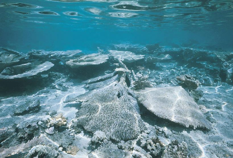 无人,横图,室外,白天,海底,水下,海洋,水,野生动物,科学,无脊椎动物,自然,摄影,环境,生物学,大洋洲,法属波利尼西亚,法属玻利尼西亚,塔西提岛,彩图,法国海外领土,动物学