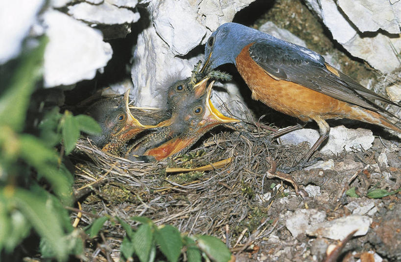 无人,横图,室外,白天,野生动物,四只,科学,鸟类,鸟巢,小鸟,依靠,自然,动物,摄影,栖息,环境,生物学,脆弱,关爱,饥饿,喂养,彩图,弱点,动物行为,动物学,饿