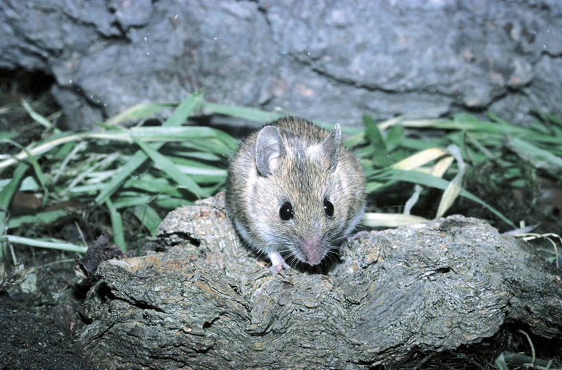 无人,横图,室外,白天,正面,哺乳动物,野生动物,科学,自然,动物,摄影,鼠,环境,生物学,田鼠,彩图,动物学