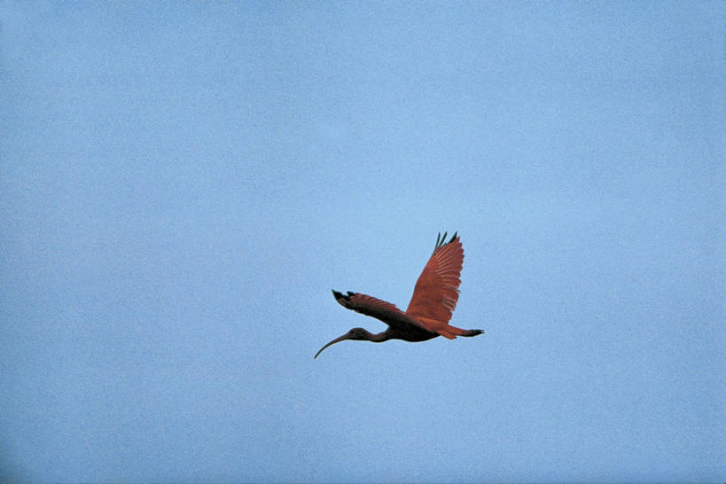 无人,站,横图,室外,白天,湖,鸟,野生动物,委内瑞拉,反射,科学,鸟类,飞,天空,自然,动物,南美,摄影,环境,生物学,鹳,朱鹭,万里无云,热带鸟,日本风头鹮,朱鹮,彩图,动物学