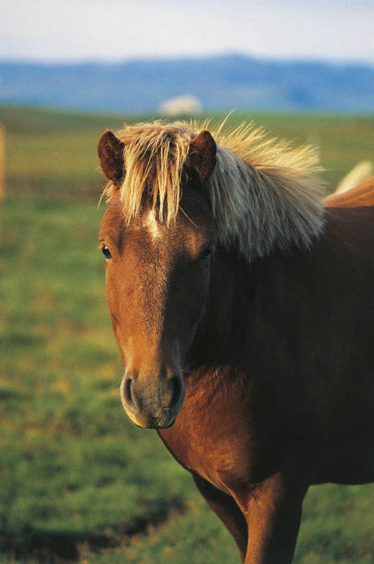 无人,竖图,室外,白天,旅游,度假,美景,哺乳动物,马,貘,野生动物,科学,景观,田地,褐色,娱乐,自然,动物,享受,休闲,家畜,景色,放松,运输,摄影,牲畜,环境,生物学,自然风光,鬃毛,驹,彩图,动物学