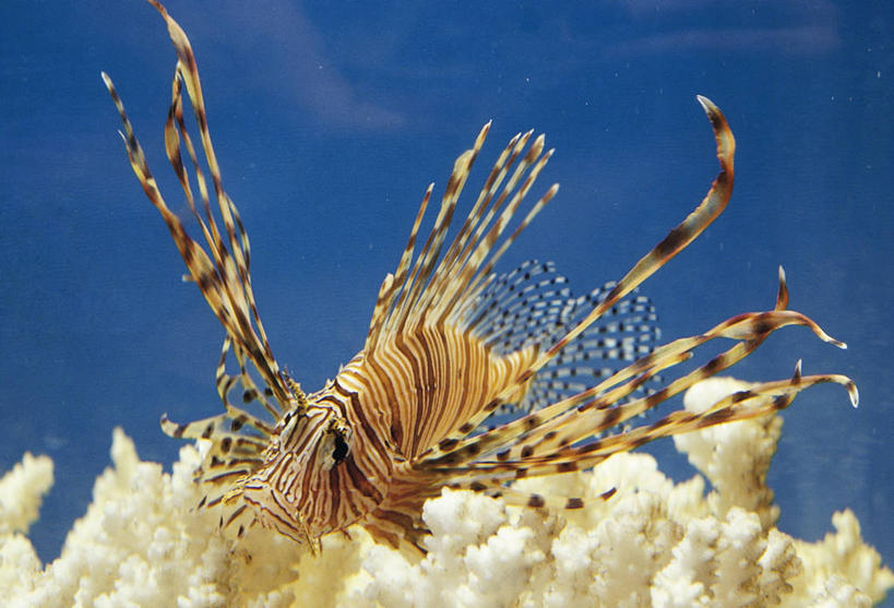 无人,横图,室外,白天,水下,野生动物,条纹,科学,鱼,鱼类,自然,动物,摄影,鲉,鲈鱼,环境,生物学,蓑鲉,花鲈,鲈板,鲈子鱼,式样,彩图,动物学