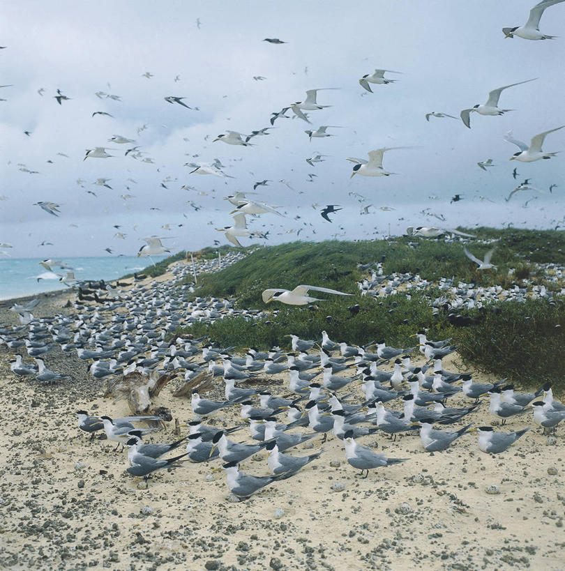 无人,竖图,方图,室外,白天,海洋,水,野生动物,澳大利亚,一群,许多,科学,鸟类,燕鸥,沙子,海岸线,很多,飞,自然,摄影,环境,生物学,大洋洲,昆士兰州,澳大拉西亚,自然地理,海滩,彩图,动物学