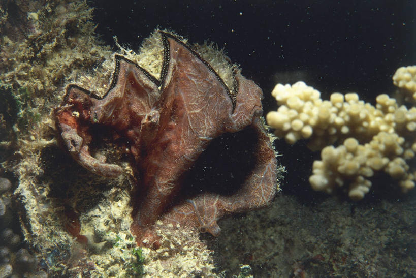 无人,横图,室外,特写,海底,水下,美景,野生动物,黑色背景,科学,景观,黑色,自然,动物,景色,摄影,巨大,庞大,软体动物,环境,生物学,自然风光,宏大,硕大,伟大,彩图,双壳贝,动物学