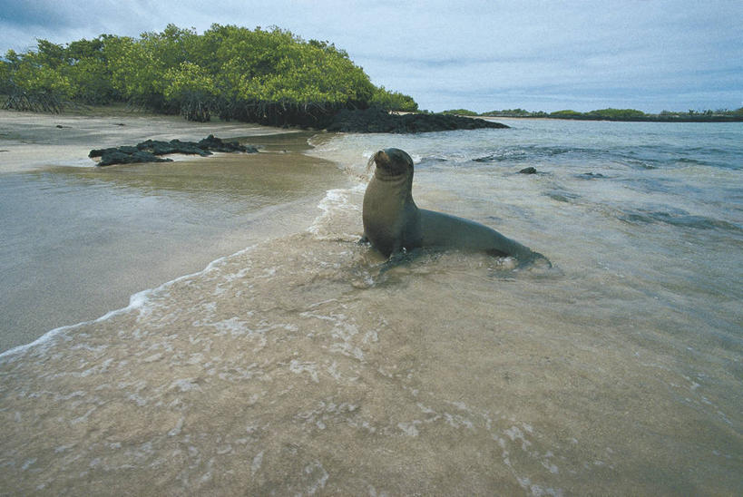无人,坐,横图,室外,侧面,海洋,水,哺乳动物,海狮,野生动物,厄瓜多尔,科学,岛,自然,动物,靠,靠着,南美,放松,摄影,环境,生物学,拉丁美洲,加拉帕戈斯群岛,加州海狮,自然地理,海滩,彩图,加拉帕戈斯海狮,动物学
