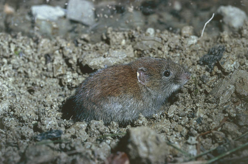 无人,横图,室外,白天,侧面,哺乳动物,野生动物,科学,仓鼠,泥土,自然,动物,摄影,环境,生物学,彩图,动物学