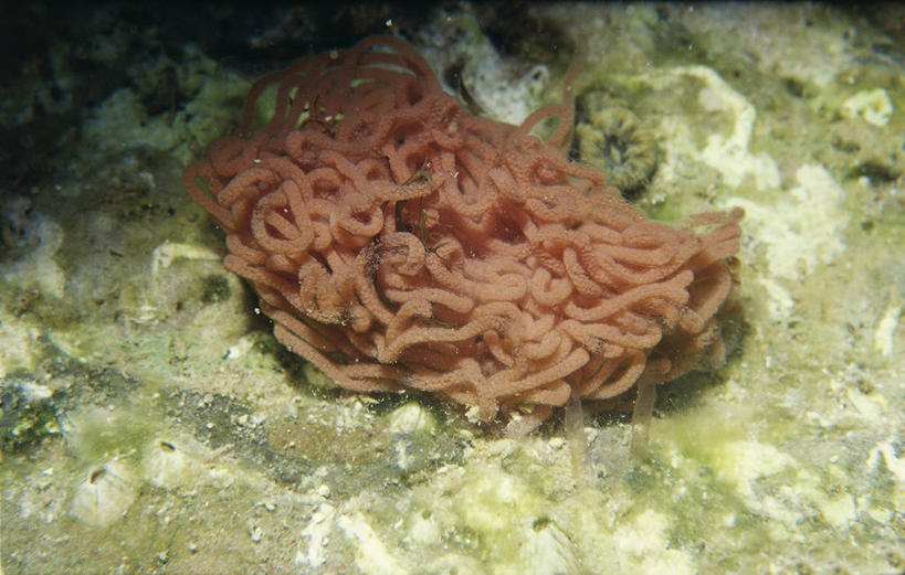 无人,横图,室外,特写,海底,水下,野生动物,科学,无脊椎动物,自然,动物,摄影,软体动物,环境,生物学,彩图,动物学