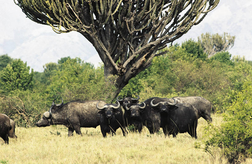 无人,站,横图,室外,白天,哺乳动物,野生动物,非洲,科学,树,自然,动物,摄影,环境,生物学,国家公园,非洲水牛,将军,偶蹄目,扎伊尔,刚果民主共和国,野牛,彩图,动物学,郊野公园