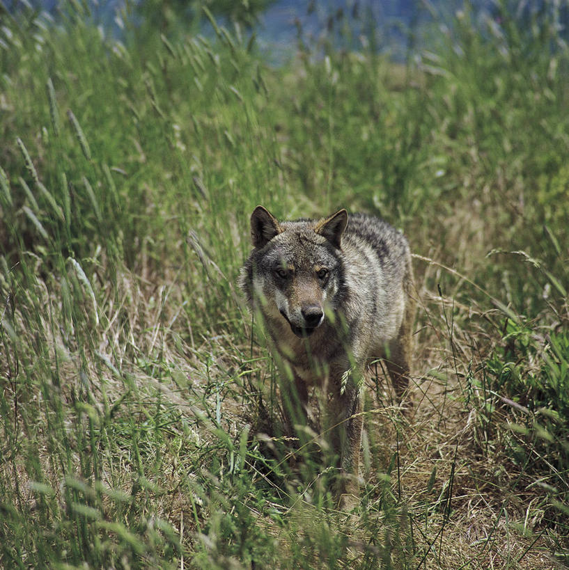 无人,竖图,方图,室外,白天,哺乳动物,狼,野生动物,科学,草,自然,动物,摄影,环境,生物学,野狗,灰狼,步行,彩图,动物学