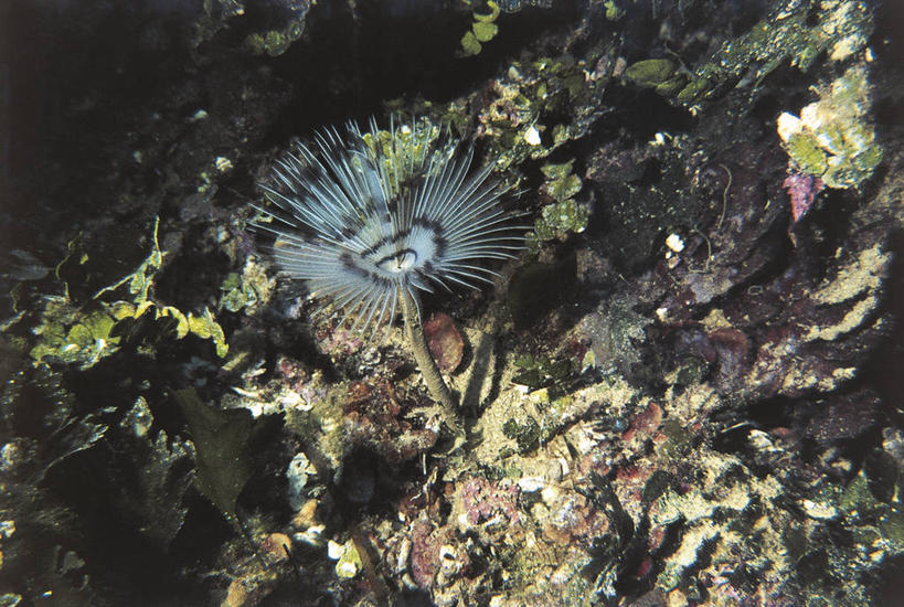 无人,横图,室外,水下,海洋,水,野生动物,科学,珊瑚,自然,动物,摄影,环境,生物学,蠕虫,彩图,环节动物,动物学