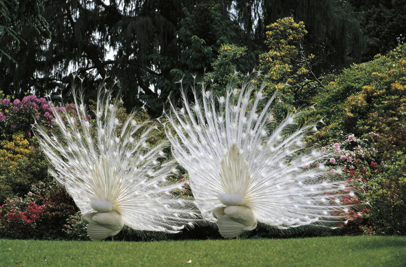 无人,横图,室外,白天,湖,孔雀,野生动物,羽毛,意大利,美国,科学,白色,自然,动物,两只,摄影,环境,生物学,国家公园,出示,马祖尔湖,热带鸟,彩图,动物学