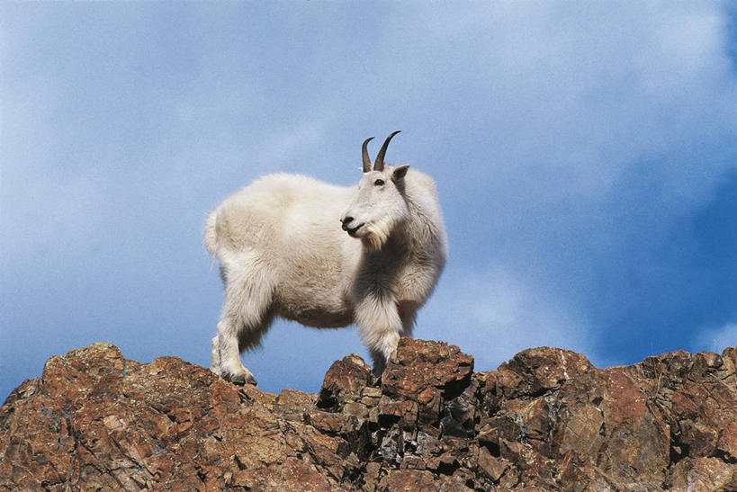 无人,站,横图,室外,白天,侧面,山,哺乳动物,野生动物,加拿大,科学,自然,动物,摄影,环境,生物学,偶蹄目,野生白山羊,育空地区,岩石,山羊,彩图,动物学