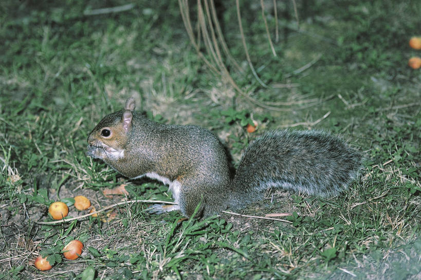 无人,坐,吃,横图,室外,白天,侧面,哺乳动物,野生动物,浆果,科学,种子,自然,动物,松鼠,摄影,环境,生物学,喂养,北美灰松鼠,彩图,动物学
