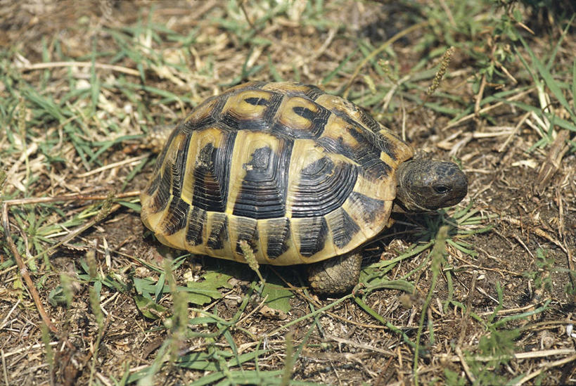 无人,横图,室外,白天,龟,野生动物,科学,草,自然,动物,摄影,环境,生物学,彩图,动物学,赫曼氏陆龟