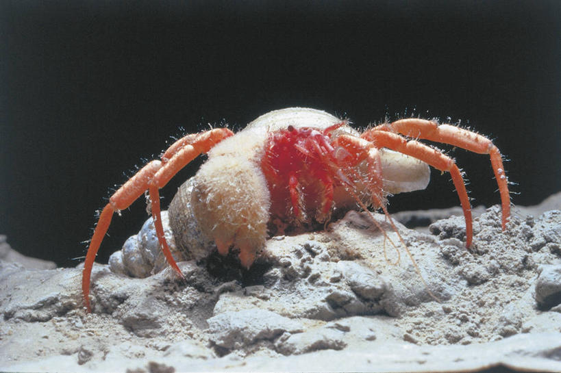 蟹,无人,横图,室外,水下,海洋,水,野生动物,贝壳,科学,螃蟹,寄居蟹,自然,动物,摄影,环境,生物学,节肢动物,白住房,干住屋,甲壳动物,彩图,动物学