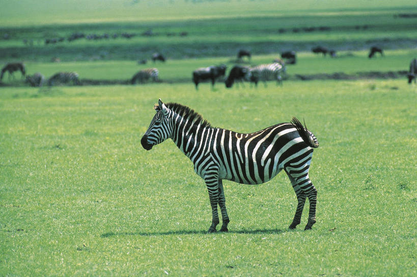 无人,横图,室外,白天,侧面,斑马,哺乳动物,马,貘,野生动物,非洲,坦桑尼亚,科学,田地,自然,动物,运输,摄影,牲畜,环境,生物学,阿鲁沙区,东非,恩戈罗恩戈罗保护区,恩戈罗恩戈罗自然保护区,坦桑尼亚联合共和国,彩图,动物学
