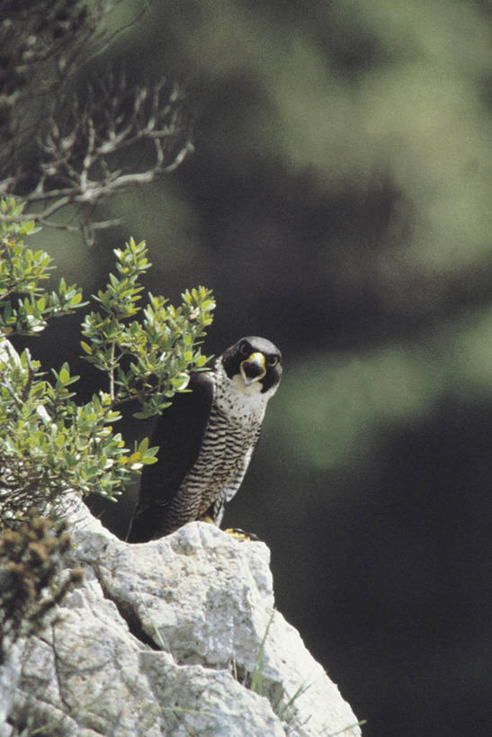 无人,竖图,室外,白天,野生动物,科学,鸟类,自然,动物,摄影,栖息,观看,灌木,环境,生物学,威胁,猎鹰,机敏,游隼,危险,岩石,彩图,动物学