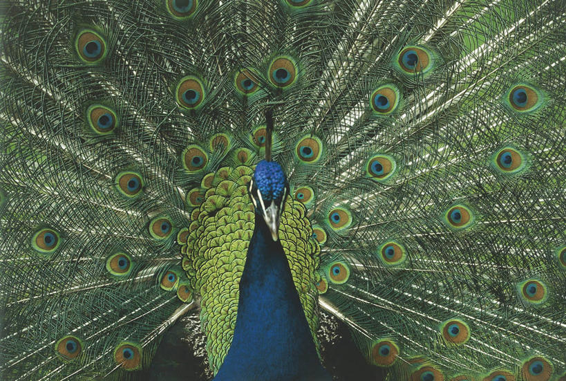 无人,横图,室外,特写,白天,骄傲,美景,孔雀,野生动物,科学,鸟类,尾巴,景观,自然,动物,景色,摄影,环境,散开,生物学,自然风光,热带鸟,式样,彩图,全画面,全框架,全帧,鸡形目,全画幅,动物学