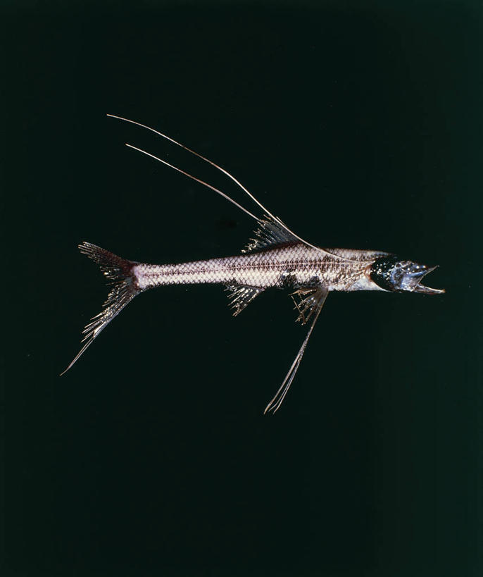 无人,竖图,室内,侧面,野生动物,黑色背景,科学,深海鱼,黑色,自然,动物,摄影,环境,生物学,咸水鱼,彩图,影棚拍摄,动物学