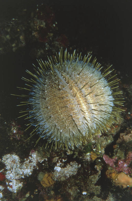 无人,竖图,室外,海底,水下,美景,海胆,野生动物,科学,景观,无脊椎动物,自然,动物,景色,摄影,保护,环境,生物学,自然风光,棘皮动物,彩图,动物学