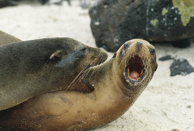 无人,横图,室外,白天,哺乳动物,海豹,海狮,野生动物,冲突,科学,沙子,自然,动物,打开,两只,摄影,部分,环境,生物学,开启,防守,进攻,敌对,加州海狮,体育活动,彩图,加拉帕戈斯海狮,动物学
