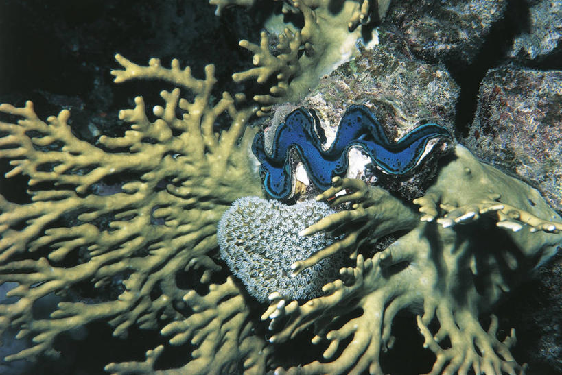 无人,横图,室外,特写,白天,水下,海洋,野生动物,贝壳,科学,自然,蛤,摄影,软体动物,部分,环境,生物学,红海,巨蛤,彩图,双壳贝,动物学