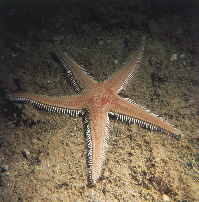 无人,竖图,方图,室外,白天,水下,海星,野生动物,形状,科学,无脊椎动物,自然,动物,星形,摄影,环境,生物学,棘皮动物,彩图,动物学