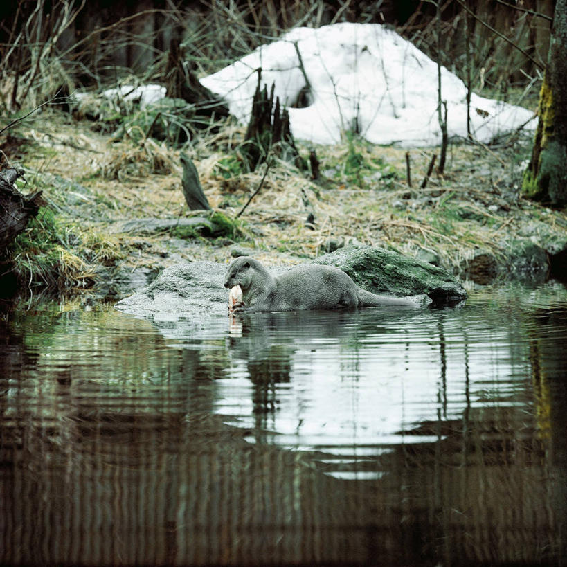 无人,方图,室外,白天,湖,河流,哺乳动物,野生动物,水獭,科学,流水,自然,动物,可爱,摄影,活泼,环境,生物学,獭,水毛子,水狗,彩图,动物学