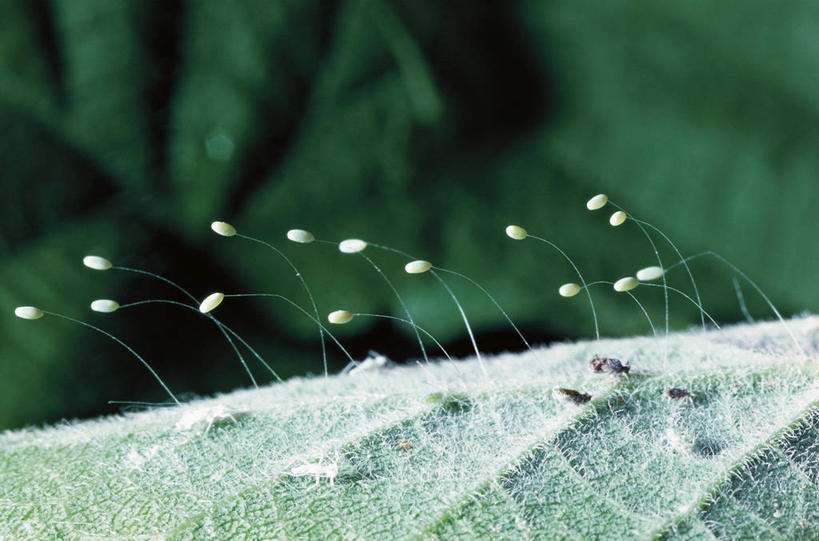 无人,横图,室外,白天,野生动物,叶子,科学,翅膀,昆虫,自然,动物,摄影,环境,生物学,节肢动物,益虫,卵,开端,彩图,草蜻蛉,草蛉,动物学,草蜻蜓