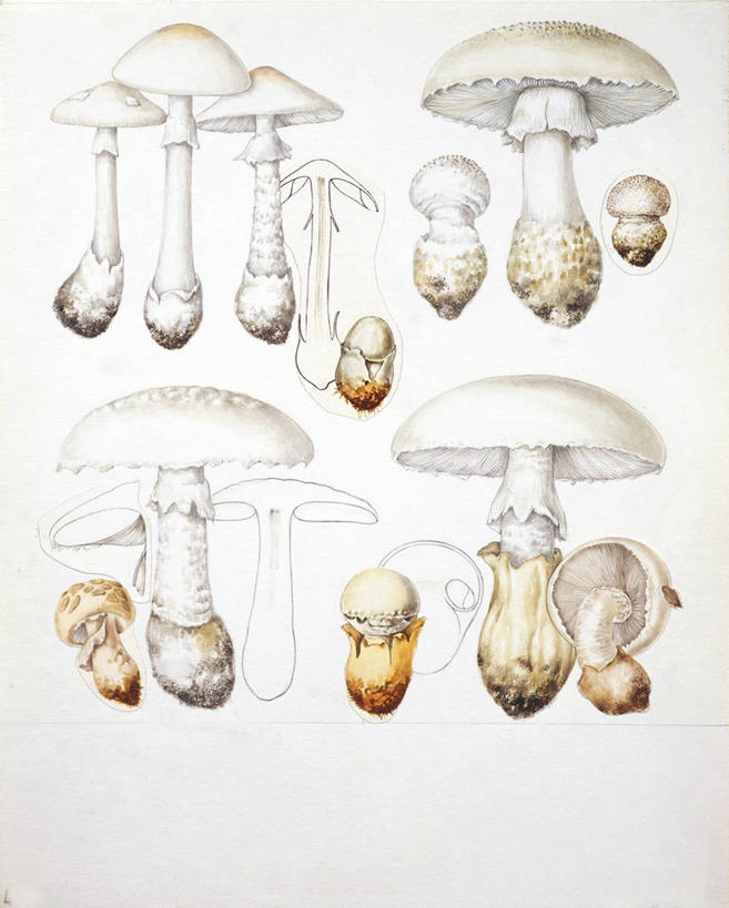 无人,竖图,插画,白色背景,数码,科技,一排,许多,阴影,整齐,并排,小的,网络,根部,很多,高光,几何,计算机图形,合成,图画,画,排列,自然,巨大,庞大,生长,电脑合成图,数码合成图,有毒物质,生物学,合成图,真菌,队列,横截面,漫画,写实,具体,具象,宏大,硕大,伟大,毒蘑菇,彩图