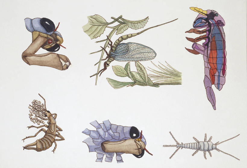 无人,横图,插画,白色背景,数码,科技,蟑螂,一排,阴影,整齐,网络,昆虫,高光,几何,计算机图形,合成,图画,画,排列,自然,电脑合成图,数码合成图,生物学,合成图,队列,漫画,写实,具体,具象,彩图,动物学