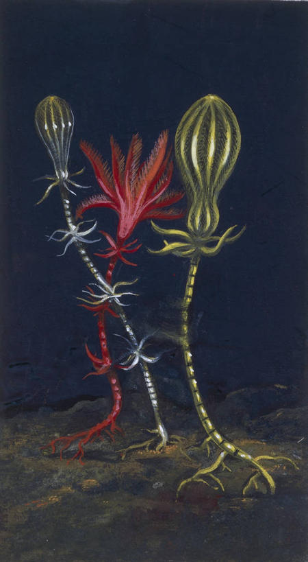 无人,竖图,插画,白色背景,数码,科技,水下,野生动物,三只,阴影,科学,网络,高光,几何,计算机图形,合成,图画,海洋生物,无脊椎动物,画,白色,自然,多样,环境,电脑合成图,数码合成图,生物学,合成图,水生动物,水生物,棘皮动物,漫画,海底动物,写实,具体,具象,海百合,彩图,动物学