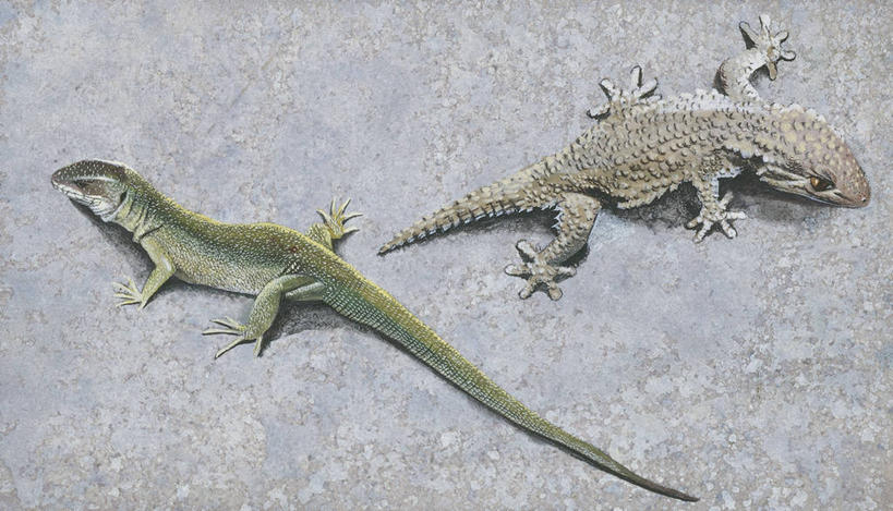 无人,横图,俯视,插画,数码,科技,壁虎,阴影,科学,网络,高光,几何,计算机图形,合成,图画,画,自然,动物,两只,环境,电脑合成图,数码合成图,生物学,合成图,漫画,写实,具体,具象,大壁虎,彩图,高角度拍摄,动物学